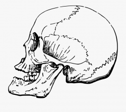 Side Skull Clip Arts - Human Nose Skull Side , Transparent ...