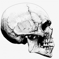 Image Of Skull Pointillism Side Angle - Skull - Free ...