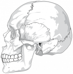 OnlineLabels Clip Art - Human Skull Side View By Ladyofhats
