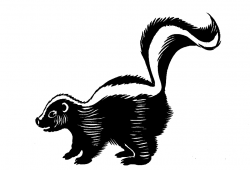 Best Skunk Clipart #13863 - Clipartion.com