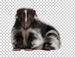 Dog Striped skunk Eastern spotted skunk Pet, Dog PNG clipart ...