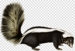 Rodent Animal Fauna Fur Wildlife, skunk transparent ...