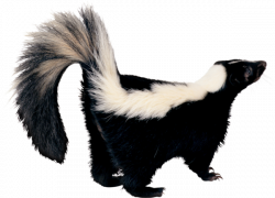 Skunk Desktop Wallpaper Clip art - skunk png download - 600 ...