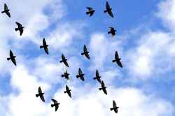Free Flying Birds, Download Free Clip Art, Free Clip Art on ...