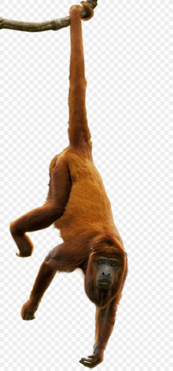 Sloth Amazon Rainforest Orangutan Primate Great Apes, PNG ...