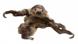 Hoffmann\'s two-toed sloth Brown-throated sloth Pale-throated ...