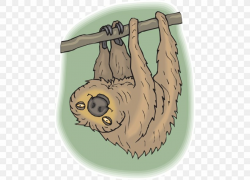 Sloth Amazon Rainforest Baby Jungle Animals Baby Koala, PNG ...