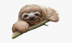 Sloth Clipart Transparent Background - Sloth Png ...