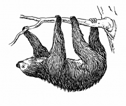 Sloth Bear Baby Sloth Cute Sloth My Spirit - Clip Art Library