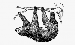 Sloth Clipart Religious - Black And White Sloth #1873948 ...