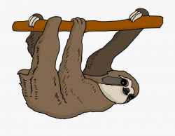 Three Toed Sloth Clipart - Sloth Hanging From Tree Drawing ...
