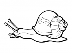 Snail clip art black and white - Clip Art Library