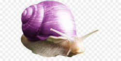 Snail Purple Orthogastropoda Clip art - Free snail pull ...