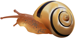 Snail PNG Clip Art - Best WEB Clipart