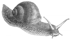 Free Snail Drawing, Download Free Clip Art, Free Clip Art on ...