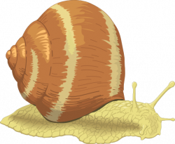 Free Snail Cliparts, Download Free Clip Art, Free Clip Art ...