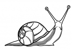 line drawings of shells | Similar Galleries: Snail Shell ...
