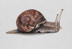 Free Snail Drawing, Download Free Clip Art, Free Clip Art on ...