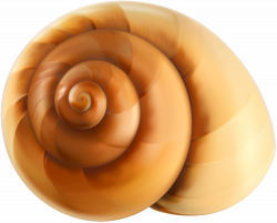 Sea Snail Shell Transparent PNG Clip Art | Gallery ...
