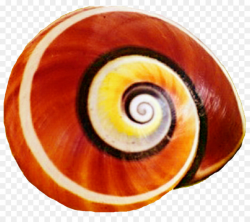 Snail Cartoon clipart - Snail, Seashell, Spiral, transparent ...