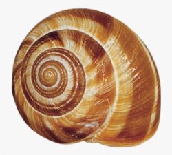 Snail Shell #1586066 - Free Cliparts on ClipartWiki