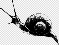 White garden snail Gastropods Slug , Snails And Slugs ...