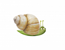 Snail Escargot Orthogastropoda - Small snail png download ...