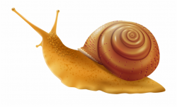 Snail Png Clip Art Transparent Background Snail Clipart ...