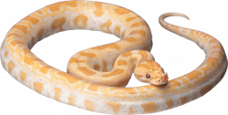 Snake clipart realistic, Snake realistic Transparent FREE ...