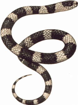 Free Realistic Snake Cliparts, Download Free Clip Art, Free ...