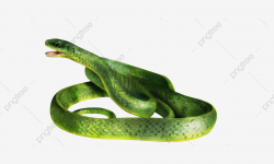 Illustration Realistic Green Snake Dynamic, Animal, Reptile ...