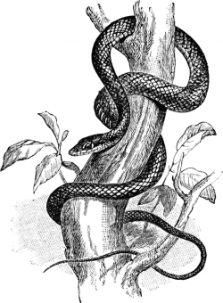Tree Snake | ClipArt ETC
