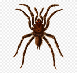 European Garden Spider Barn Spider Tarantula Histoire - Spinnen ...