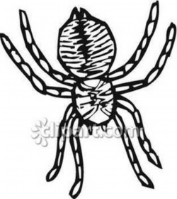 Big Black and White Spider - Royalty Free Clipart Picture