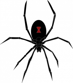 Free Clipart: Black Widow Spider | wildchief