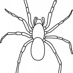 Spider Clipart Black And White bird clipart | house clipart online ...