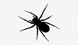 Spider Clipart Ant - Insects Silhouette In Black And White - Png ...