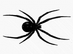 Free Animated Spider Pictures, Download Free Clip Art, Free Clip Art ...