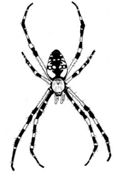 Spiders Clipart - Realistic Spiders for Personal & Commercial Use