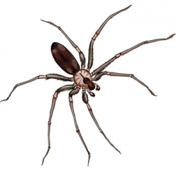 Spider clipart realistic for free download and use images in ...