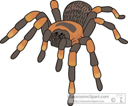 Tarantula spider » Clipart Portal