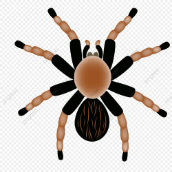 Tarantula, Tarantula, Spider, Wildlife PNG and Vector with ...
