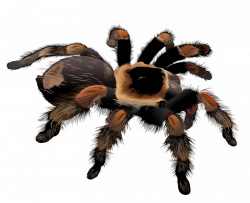 Tarantula Clipart & Look At Clip Art Images - ClipartLook