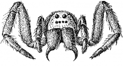 Tarantula Wolf Spider | Minc | Wolf spider, Spider clipart, Spider