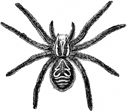 Free Tarantula Cliparts, Download Free Clip Art, Free Clip Art on ...