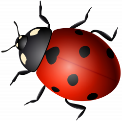 Ladybug Decorative Transparent Image | Gallery Yopriceville - High ...