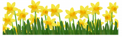 Daisies clipart daffodil flower, Daisies daffodil flower ...