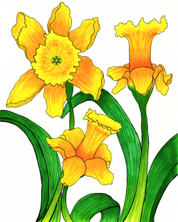 Free Daffodil Cartoon, Download Free Clip Art, Free Clip Art ...