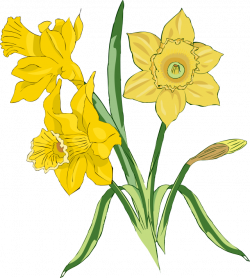 Free Daffodil Clip Art, Download Free Clip Art, Free Clip ...