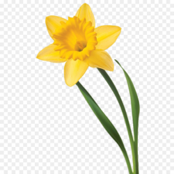Flowers Clipart Background clipart - Daffodil, Flower ...